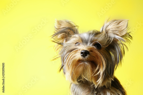 Adorable Yorkshire terrier on yellow background, closeup. Cute dog