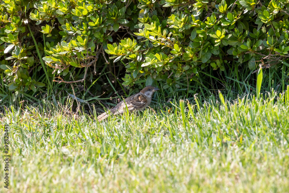 Sparrow in the park Sparrow in the park