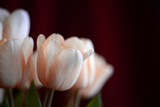 Bouquet of beautiful soft pink tulips lit with daylight in cloudy weather
