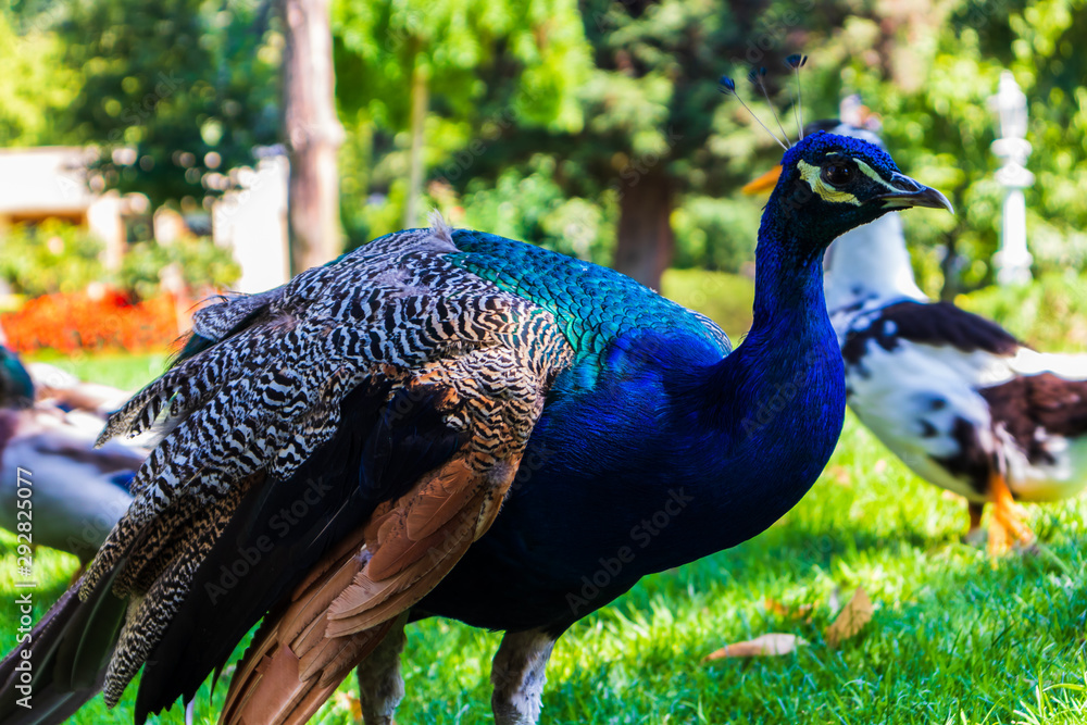 Obraz premium peacock in park