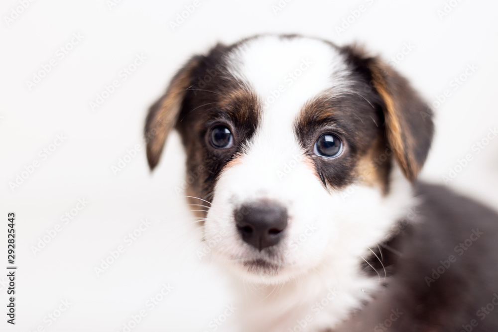 little cute fluffy Welsh Corgi puppy on white background looking at camera.