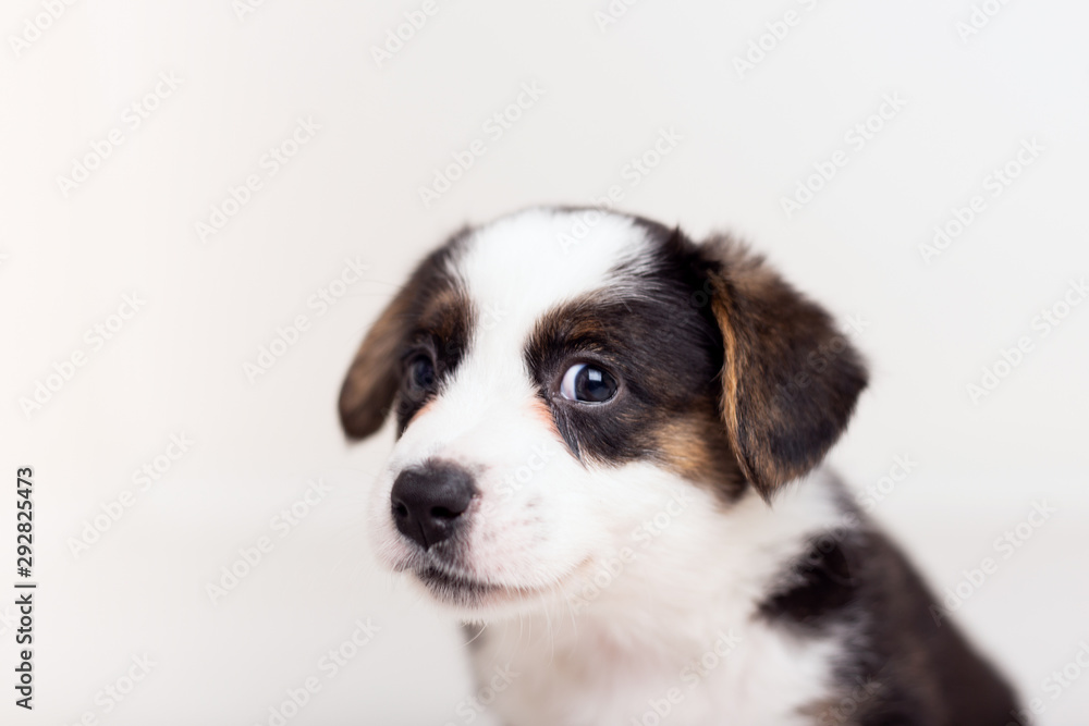 little cute fluffy Welsh Corgi puppy on white background looking at camera. little cute fluffy Welsh Corgi puppy on white background looking at camera.