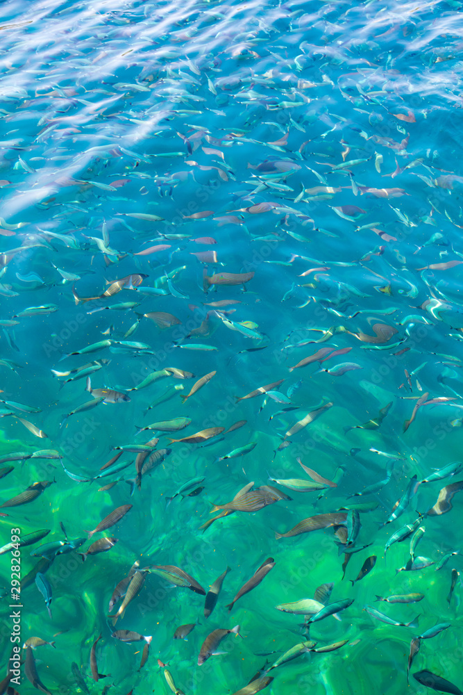 Fototapeta premium Fish in the blue water of the sea as a background
