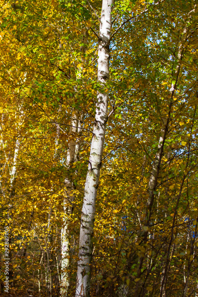 Fototapeta premium Birch in yellow colors in the fall