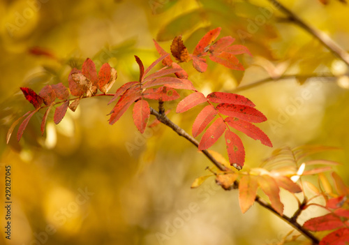 Red leaves on a birch tree in the fall