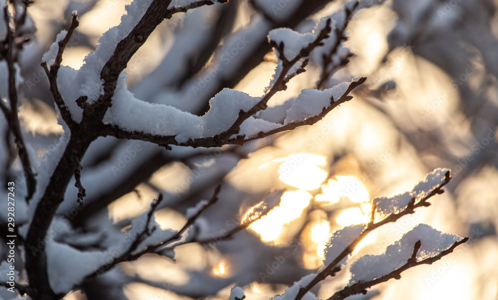 Snow covered branches of a tree in winter at dawn Snow covered branches of a tree in winter at dawn