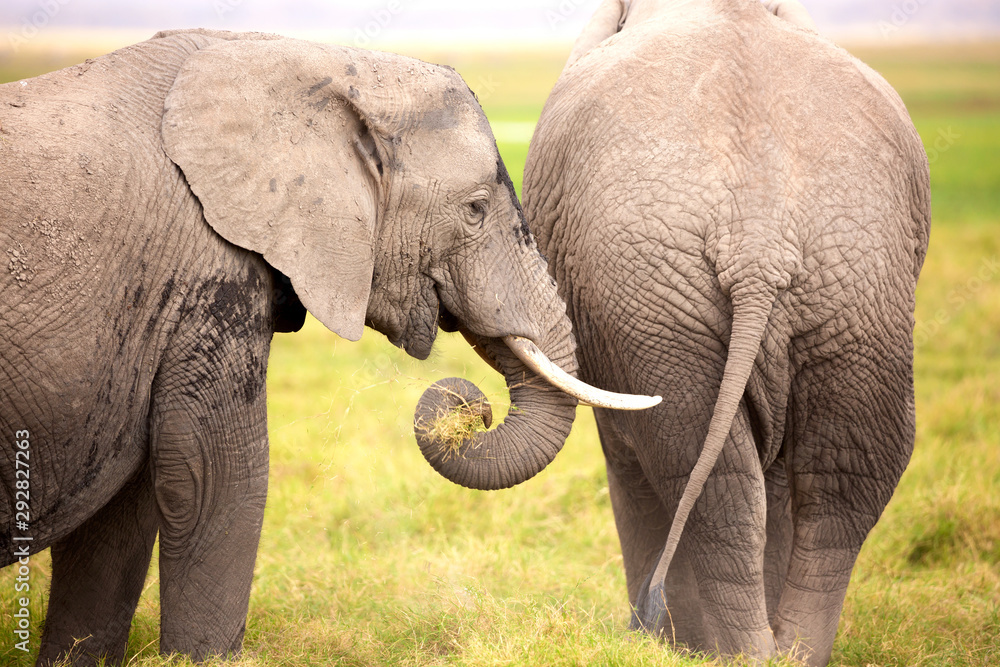 African elephants in Amboseli National Park. Kenya, Africa.