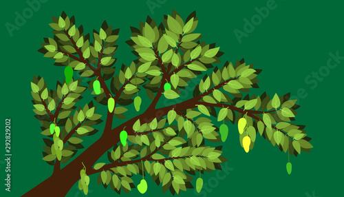 the minimal mango and tree with big branch and element of leaf and many product. fruite and plant natural. vector illustration eps10.