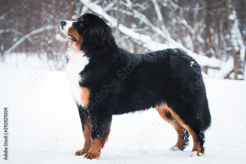 Bernese mountain dog breed dog stands