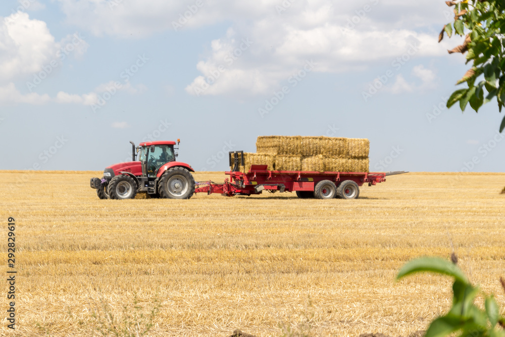 Fototapeta premium Tractor collecting straw bales during harvesting in the field at nice blue sunny day.