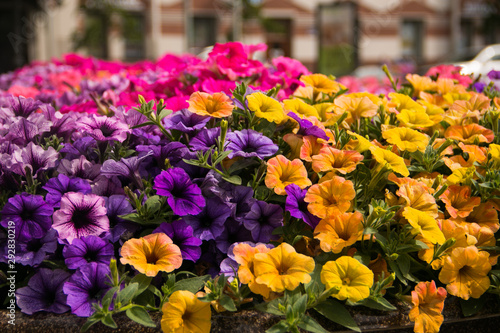 A large, brown, ceramic flowerbed in the center of the city planted with pansies of different colors.