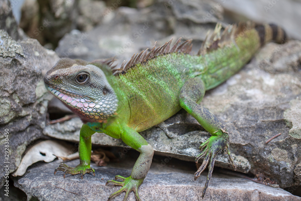 Green Iguana (Iguana Iguana) sitting on on a tree branch in natural habitat, close-up Green Iguana (Iguana Iguana) sitting on on a tree branch in natural habitat, close-up
