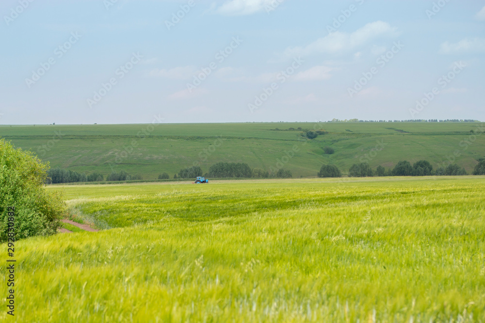 Obraz premium Idyllic sunny rural landscape, farm field bright green grass. A blue tractor in the distance harvesting rye wheat barley cereals