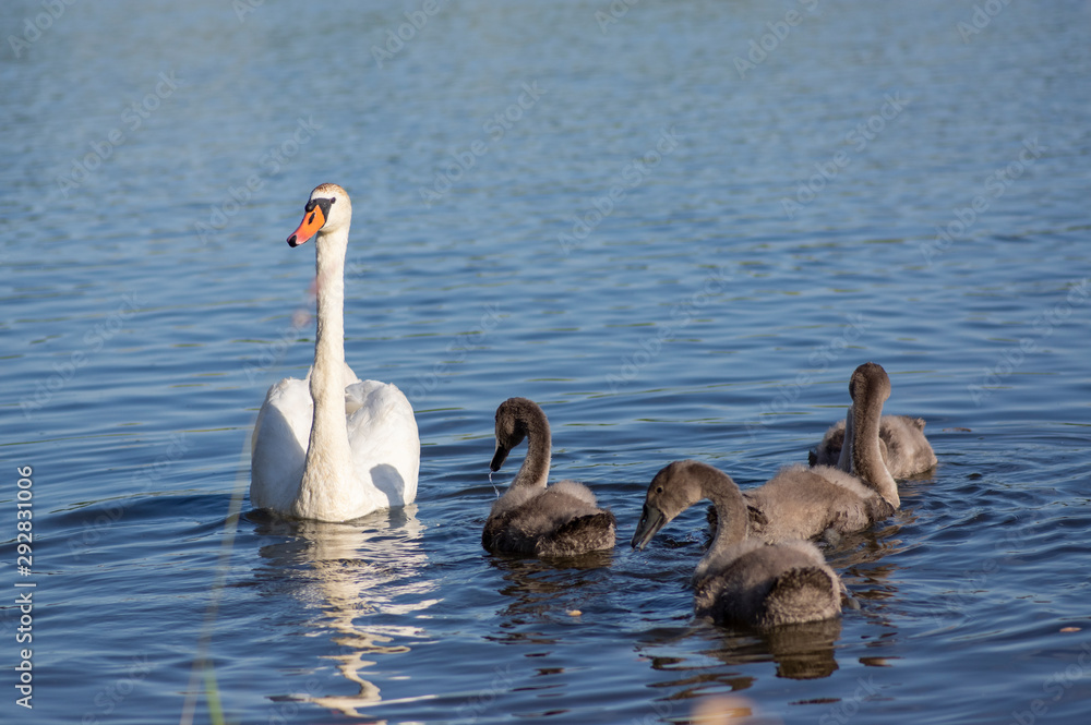 Group of swans on blue lake, largest waterfowl family, white adult, gray little swan animals Group of swans on blue lake, largest waterfowl family, white adult, gray little swan animals