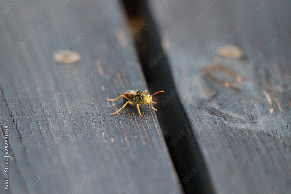 Close up photo of wasp on balcony Close up photo of wasp on balcony