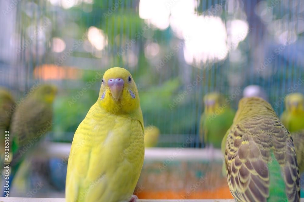 Obraz premium A group of Green yellow colorful beautiful cute parrots in bird cage
