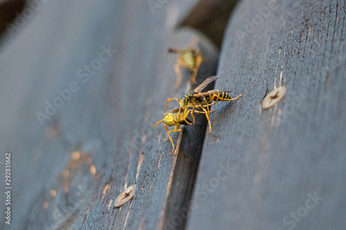 Two wasps on balcony © klemen