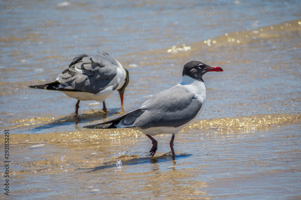 A Laughing Gull in Padre Island NS, Texas A Laughing Gull in Padre Island NS, Texas