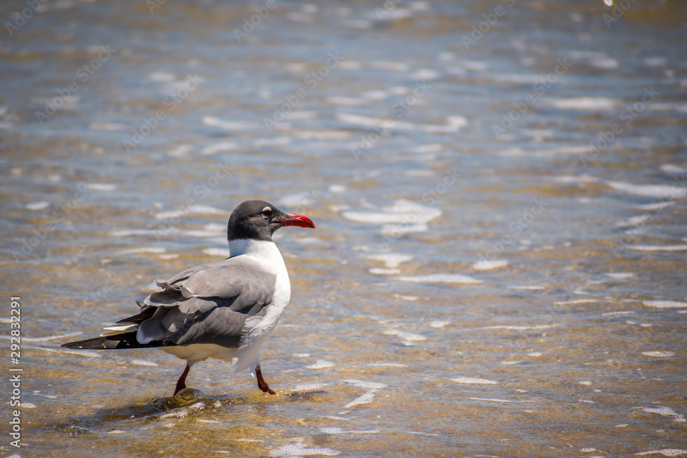 A Laughing Gull in Padre Island NS, Texas A Laughing Gull in Padre Island NS, Texas