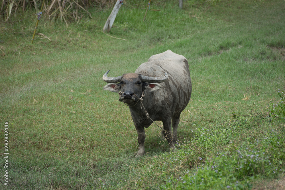 Buffalo stand in farmland,soft focus. Buffalo stand in farmland,soft focus.