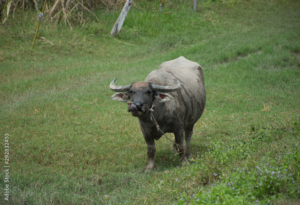 Buffalo stand in farmland,soft focus.