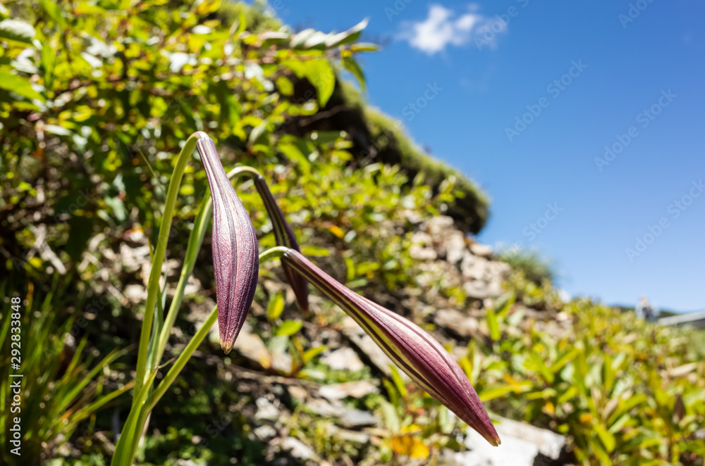 Taiwan Lily living at Hehuan Mountain