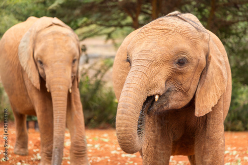 Two small baby elephants in an elephant orphanage in Nairobi, Kenya, Africa.