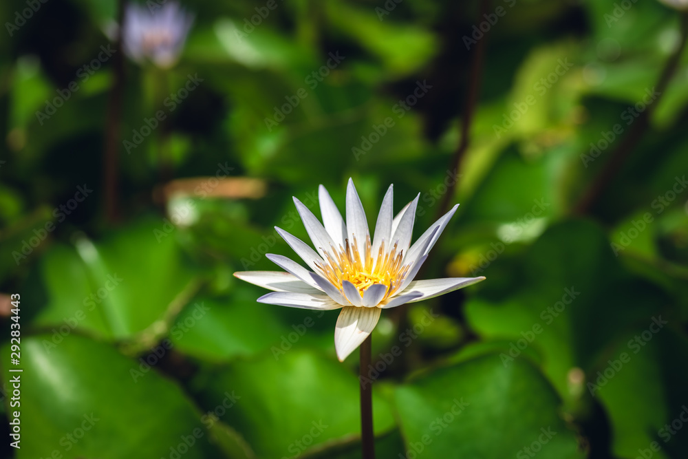 white lotus flower with green leaves white lotus flower with green leaves
