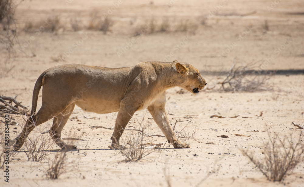 Naklejka premium Female Lion