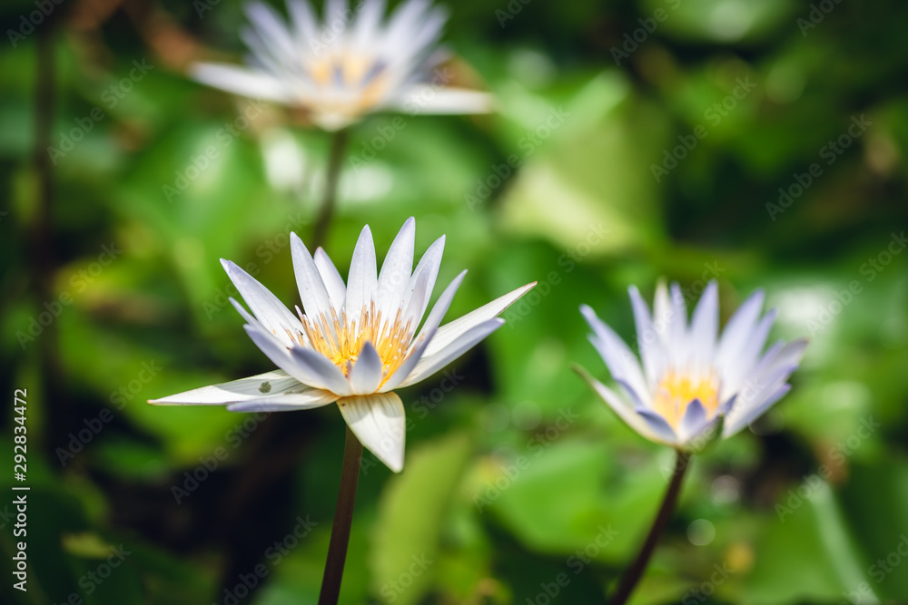 white lotus flower with green leaves white lotus flower with green leaves