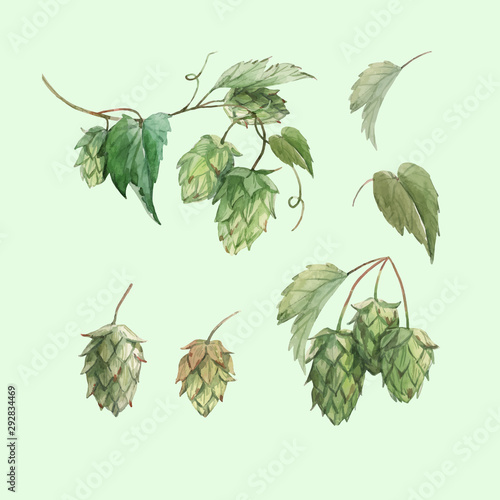 Watercolor hop flowers illustration vector set