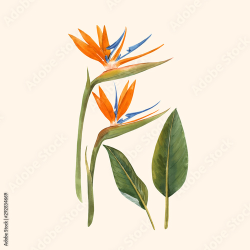 Watercolor strelitzia flowers vector illustration photo
