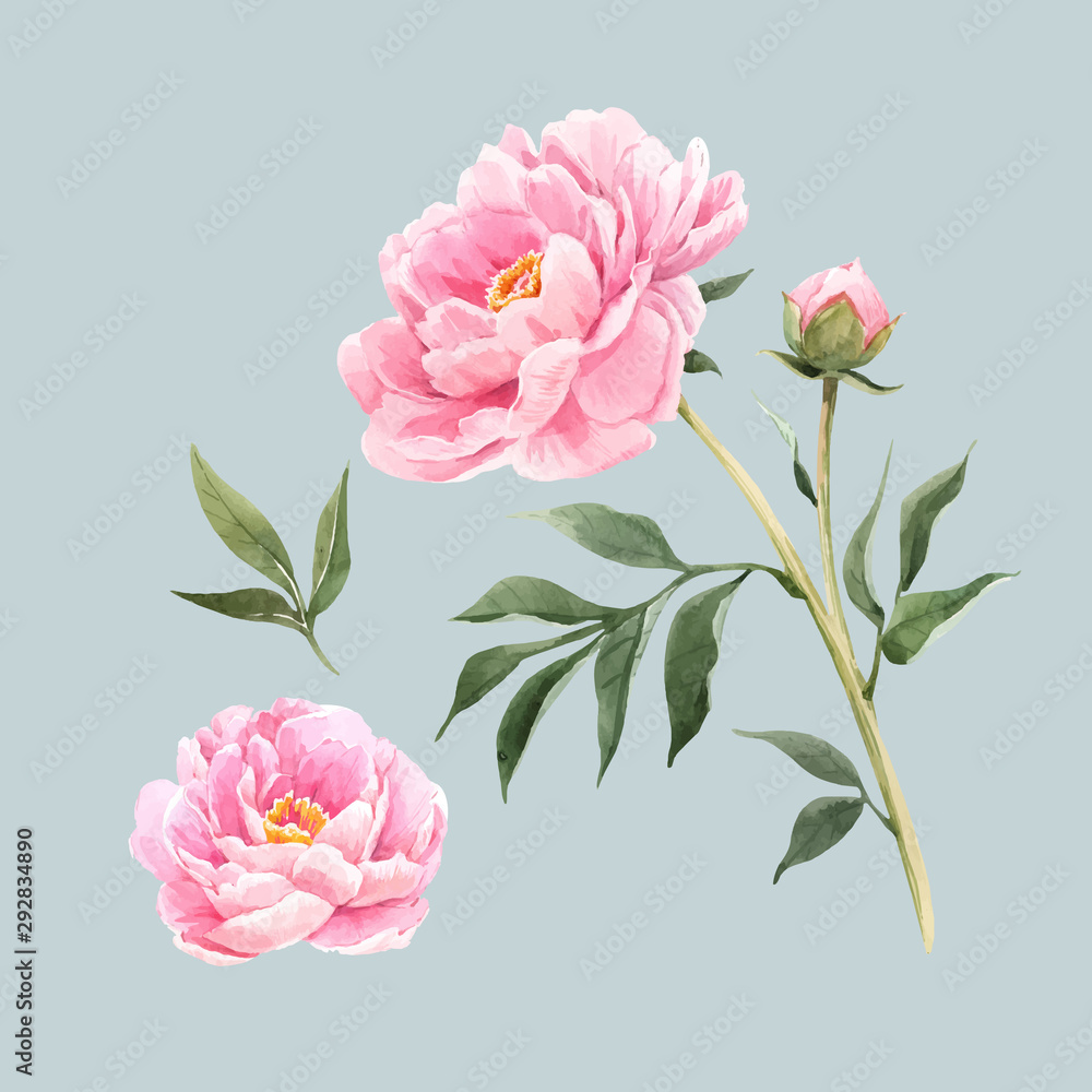 Watercolor peony flowers vector illustration