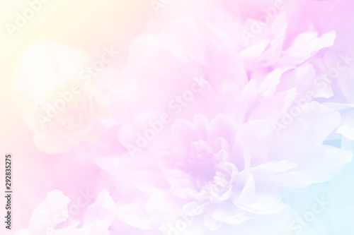 Fototapeta Naklejka Na Ścianę i Meble -  background of unicorn color flower