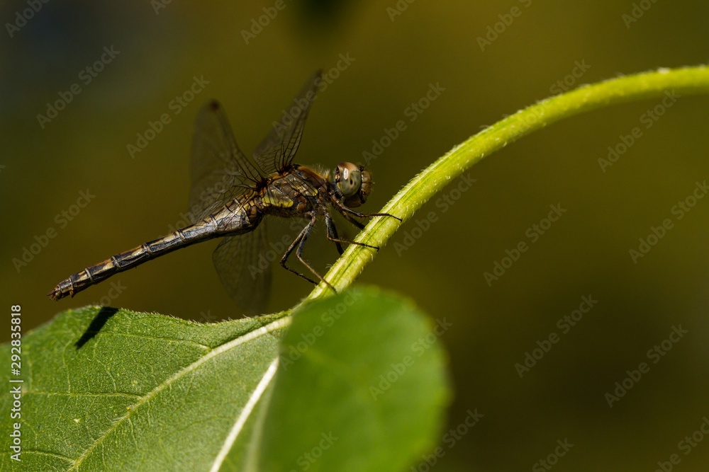 Große Heidelibelle auf einem Blatt im Botanischen Volkspark Blankenfelde-Pankow in Berlin Große Heidelibelle auf einem Blatt im Botanischen Volkspark Blankenfelde-Pankow in Berlin