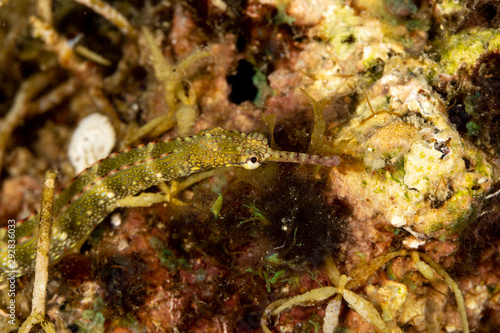 Corythoichthys is a genus of pipefishes of the family Syngnathidae © GeraldRobertFischer