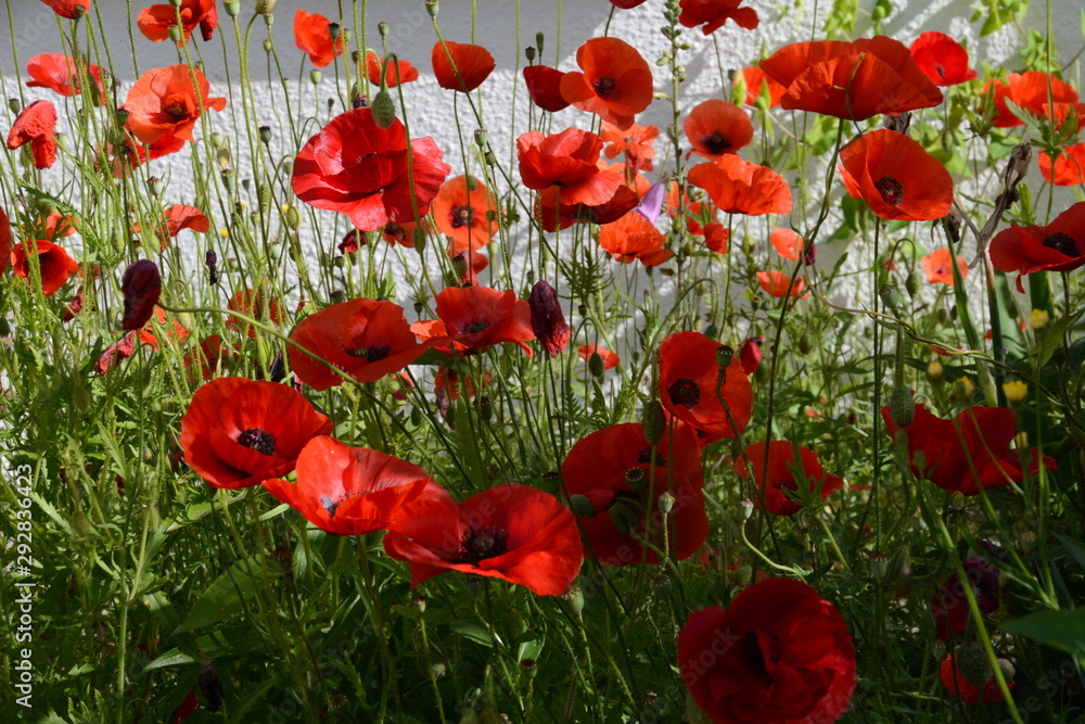 Obraz premium Klatschmohn