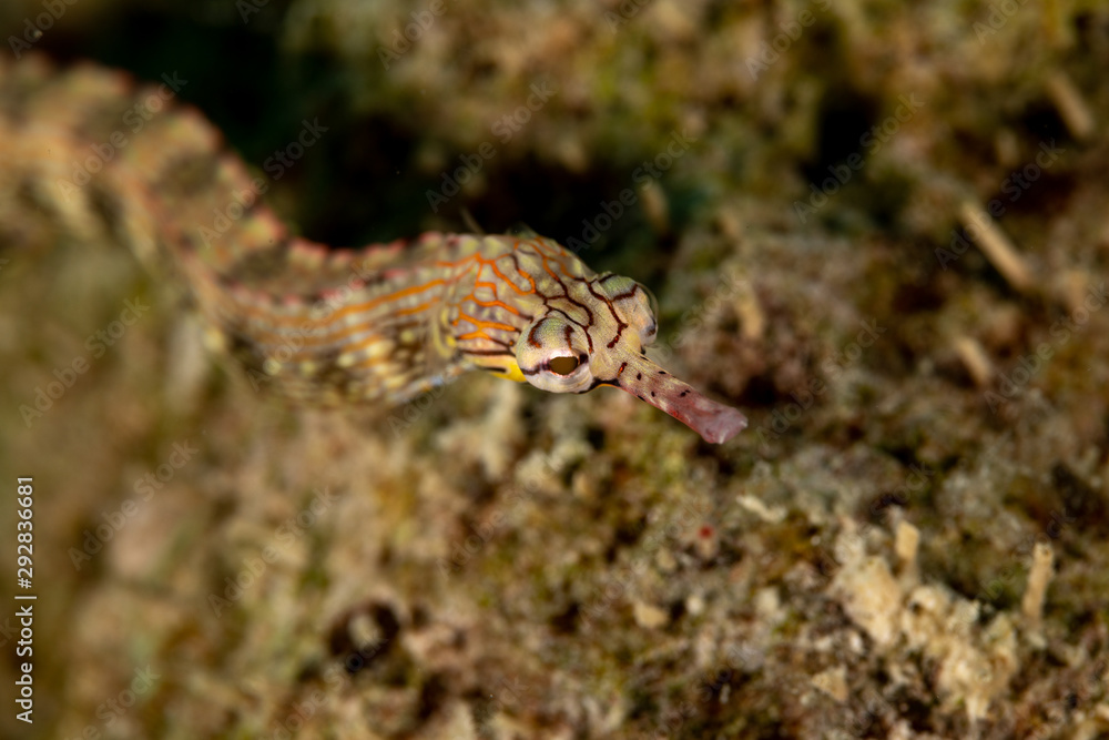 Corythoichthys is a genus of pipefishes of the family Syngnathidae Corythoichthys is a genus of pipefishes of the family Syngnathidae