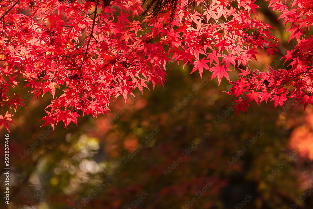 Red maple leaves in autumn season, Natural background Red maple leaves in autumn season, Natural background