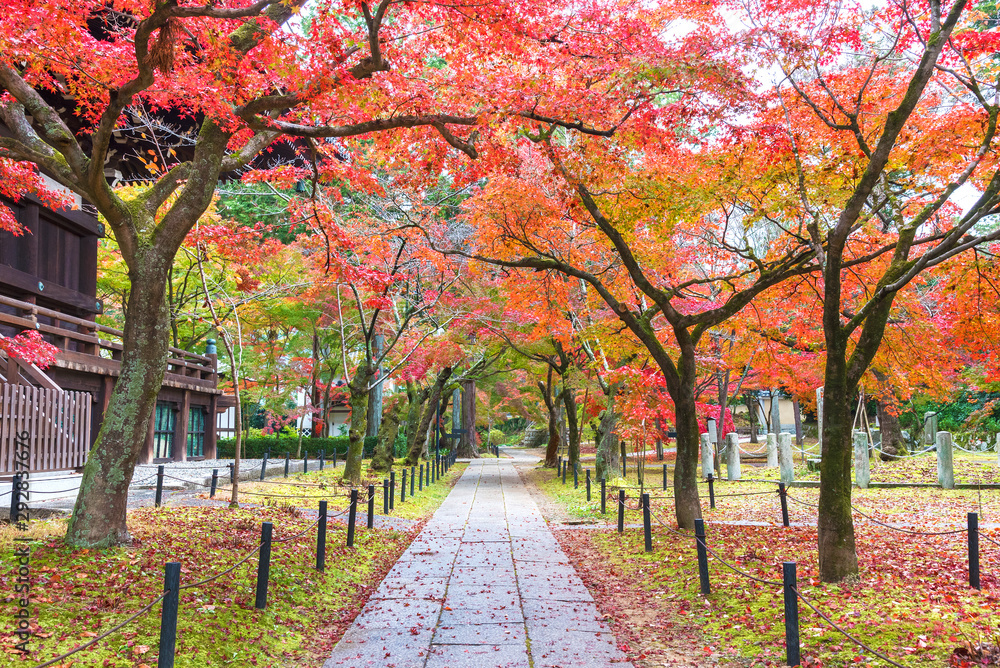 Naklejka premium idyllic landscape of Kyoto, Japan in autumn season