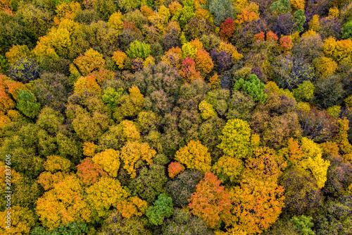 Aerial photography with quadrocopter autumn colorful forest, colorful bright caps of trees from a bird's eye view