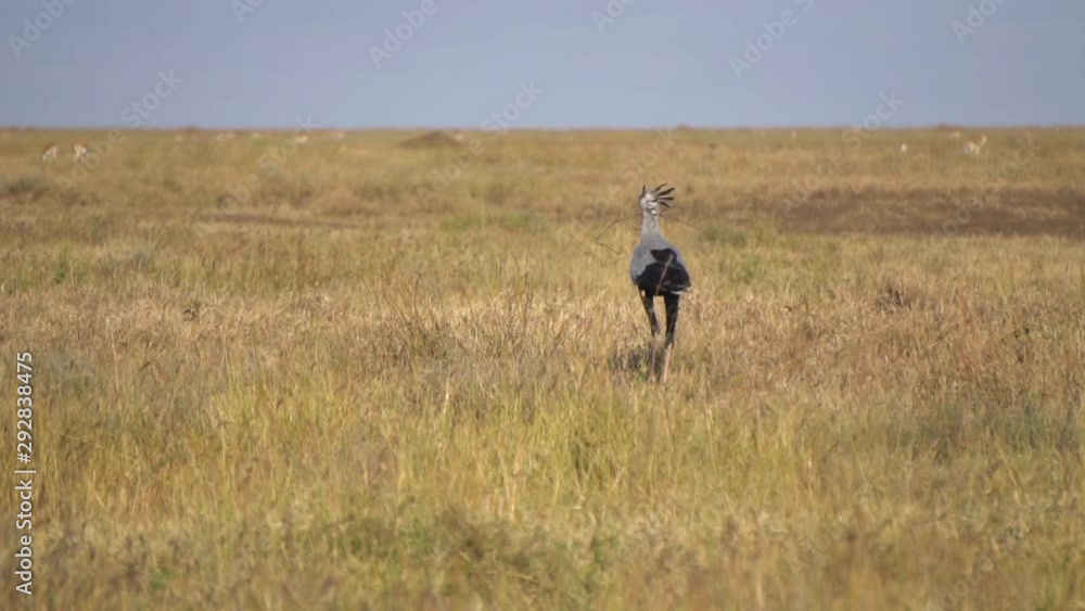 Slow Motion of Secretarybird in Serengeti National Park Savanna Tanzania Africa. Bird in Natural Habitat Slow Motion of Secretarybird in Serengeti National Park Savanna Tanzania Africa. Bird in Natural Habitat