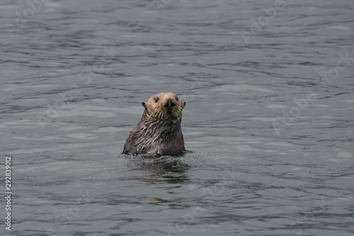 Neugieriger Seeotter - Die meiste Zeit des Tages verbringen die Seeottern auf dem Rücken schwimmend auf dem Meer
