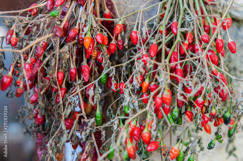 small but very hot peppers