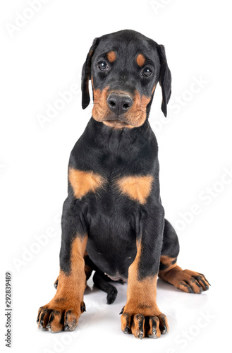 Quadro em tela puppy Doberman Pinscher