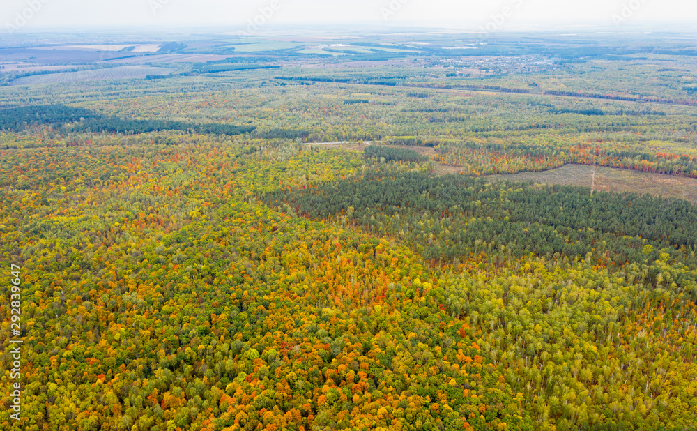 Aerial photography with quadrocopter autumn colorful forest, colorful bright caps of trees from a bird's eye view