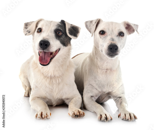 jack russel terriers