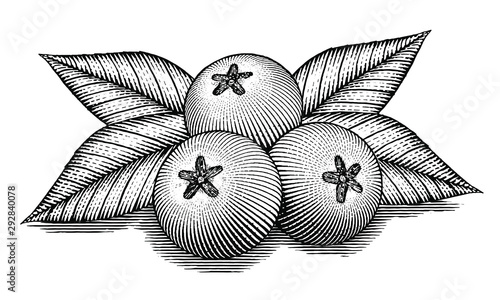 Blue Berries illustrated in a vintage style