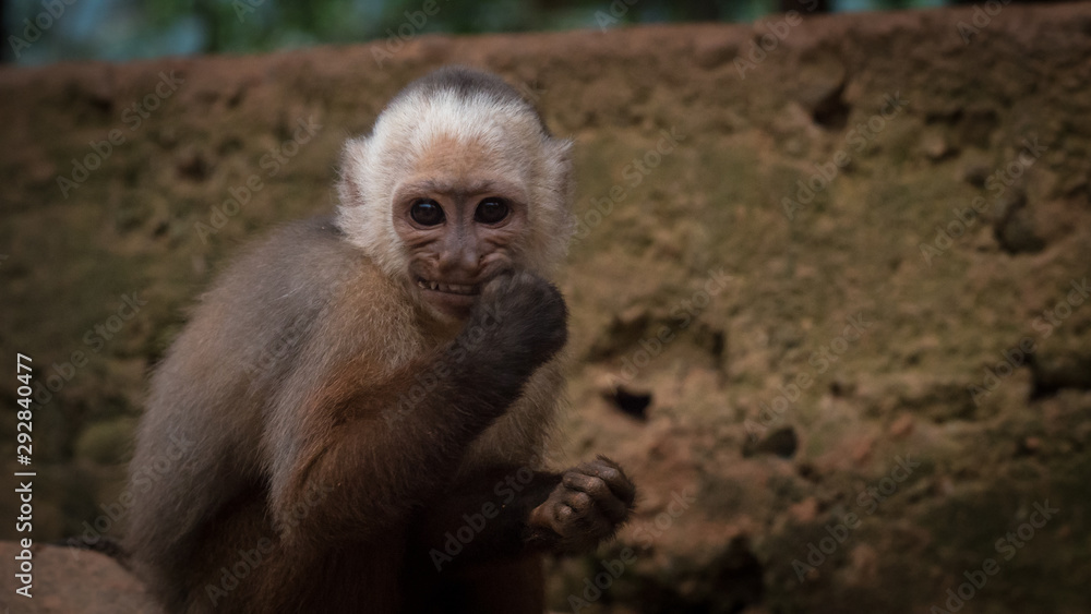 Fototapeta premium Un macaque tire la grimace