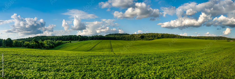 Fototapeta premium fresh green Soybean field hills, waves with beautiful sky